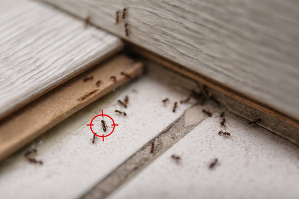 Best Spider Control Near Me  in Lake Shore, MN