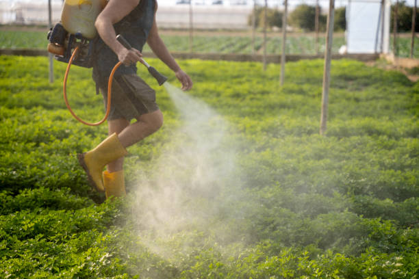 Best Pest Control Treatment  in Lake Shore, MN