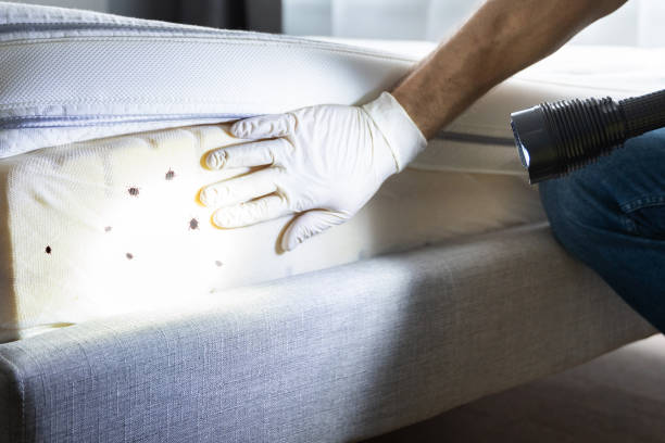 Best Residential Pest Control  in Lake Shore, MN