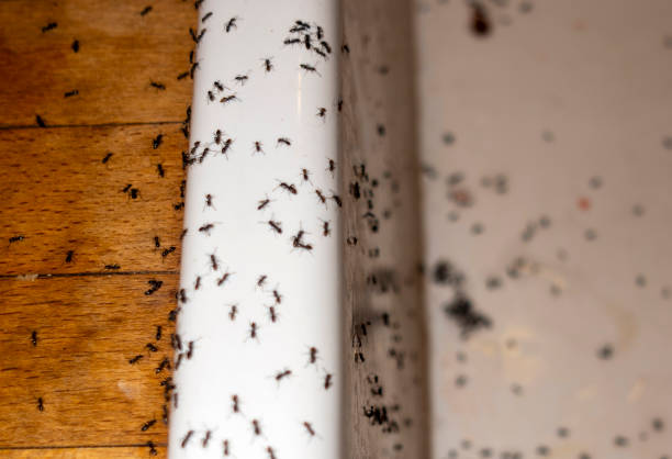 Best Best Pest Control Companies  in Lake Shore, MN