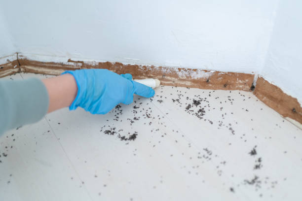 Best Emergency Pest Control  in Lake Shore, MN